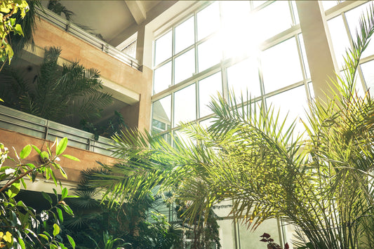 Biophilic Design: Reconnecting with Nature for Health and Well-being