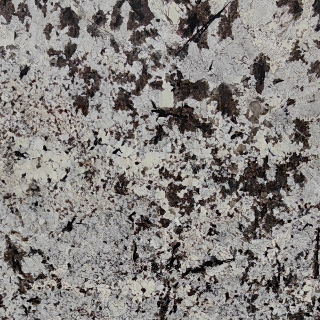 Splendor White natural granite