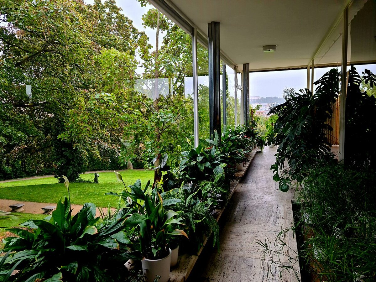 Villa Tugendhat conservatory: planting and the garden view extend the visual experience of the adjoining shared living space.